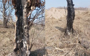 В Ташобласти уничтожили порядка 200 деревьев, мешавших добыче щебня