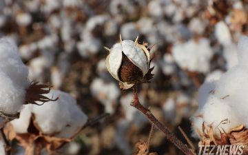 Коалиция Cotton Campaign отменила бойкот Узбекистану спустя более десяти лет