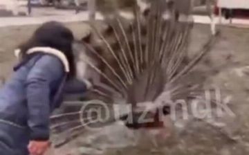 В Бухаре вынесли небольшой штраф матери девочек, вырвавших перья у павлина — видео