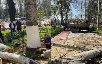 Вслед за вырубкой возле ЦУМа срубили деревья около дворца «Туркистан» 