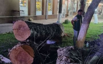 Вырубку огромного дерева в Ташкенте объяснили вероятностью «навредить имуществу и жизни людей»
