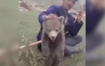 Кашкадарьинцы убили медвежонка, занесенного в Красную книгу