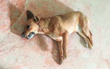 В Бухаре сотрудники управления благоустройства разбросали колбасу с таблетками и отравили собак — видео