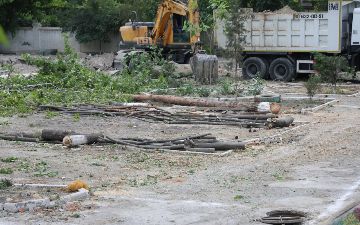 В Фергане незаконно срубили 15 деревьев на 245 млн сумов
