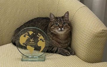 Кот Степан из Харькова получил международную премию WIBA. Ее вручают лучшим блогерам мира – фото