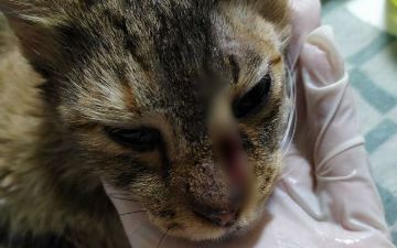 В Ташкенте неизвестные обстреляли домашнюю кошку — фото (18+)