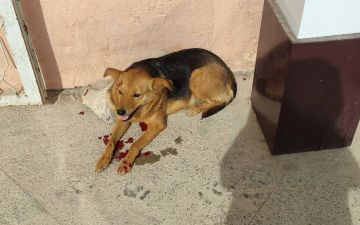 В «Навоиазот» отстреливали животных, пострадала собака 