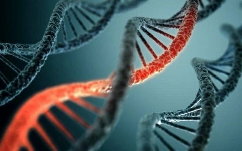 Ученые обнаружили ген в организме человека, который вызывает задержку развития