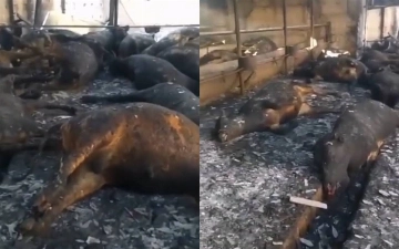 В Кыргызстане сгорела крупная ферма с сотней голов скота — видео