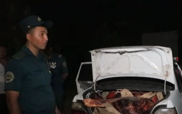 В Ташкент пытались ввезти тонну испорченного мяса