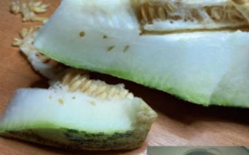 Rossiyaga O'zbekistondan import qilingan qovun ichidan pashsha topildi