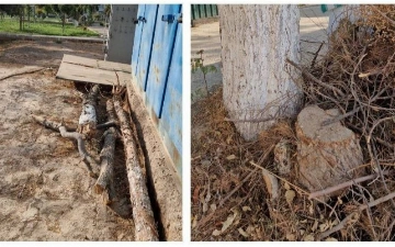 В Каршинском государственном университете снова начали незаконно вырубать ценные деревья