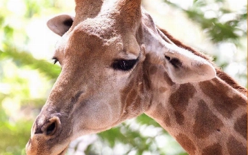 В зоопарке Ташкента умер жираф