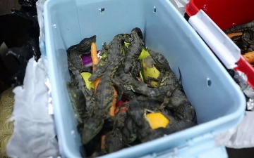 В Ташкент под видом овощей пытались провезти 54 крокодила — видео