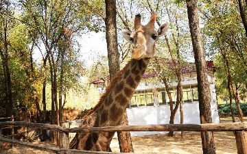 Обнародована причина смерти жирафа из зоопарка Ташкента