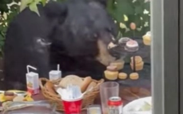 В США медведь ворвался на детский праздник и съел сладости – видео