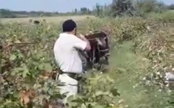В Намангане граждане решили застрелить быка, которого не могли поймать — видео (18+)