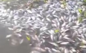 В реке Чирчик зафиксирована массовая гибель рыб — видео
