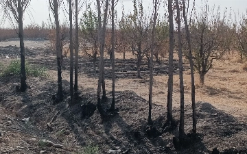 Напротив парка «Янги Узбекистон» подожгли почти 550 деревьев