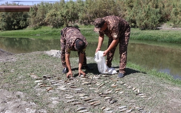 На «Навоиазот» завели уголовное дело из-за массовой гибели рыб в Зарафшане
