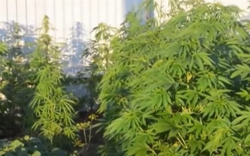 Fargʻonada tomorqasida 205 tup kannabis yetishtirgan erkak ushlandi — video