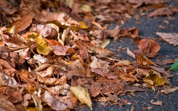 В Нидерландах власти отказываются убирать опавшие листья