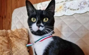 Кошка стала мэром в одном из городов Италии