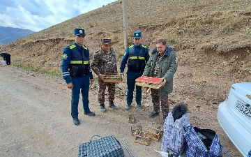 Toshkent viloyatida sa'valarni noqonuniy ovlagan shaxslarga chora ko'rildi