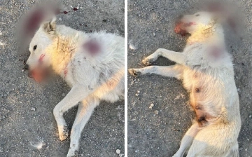 На территории «Навоиазот» мужчина застрелил собаку — видео (18+)