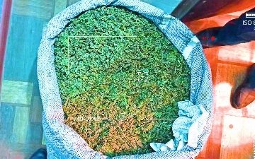 Житель Ташобласти хранил у себя дома более 17 кг марихуаны 