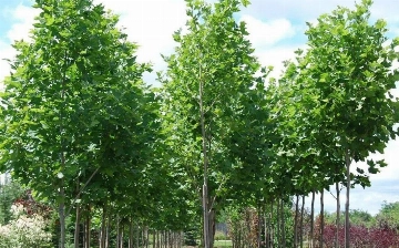 Yangi Zamon Bino закупил в Европе деревья для озеленения новостроек