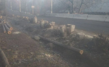 Наманганские дровосеки незаконно срубили около 30 многолетних деревьев