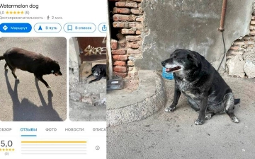 В Google картах появилась достопримечательность «Арбузная собака»