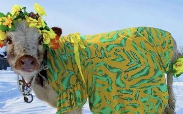 В Якутии прошел конкурс красоты среди коров