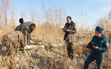 Xorazmda 80 dan ortiq daraxtlar noqonuniy kesib tashlangani aniqlandi