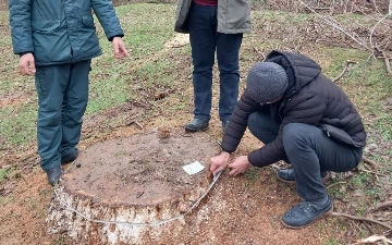 Toshkent viloyatida 57 tup ko'p yillik sog'lom daraxtlar noqonuniy kesib tashlangani aytilmoqda