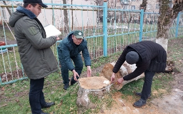 Под Ташкентом незаконно срубили более 50 многолетних деревьев