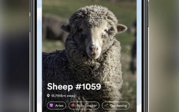 В сети появился аналог Тиндера для овец