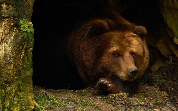 Медведь загрыз смотрителя зоопарка в Андижане