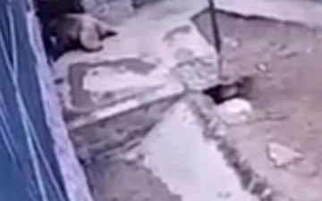 Появилось видео нападения медведя на смотрителя зоопарка в Андижане