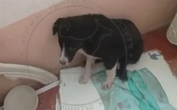 Житель Алмалыка избил шваброй собаку, которую пустили переночевать в подъезде — видео
