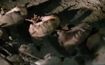Каракалпакские браконьеры застрелили 13 краснокнижных джейранов — видео