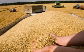 В Узбекистан завозили российское зерно под видом казахстанского 
