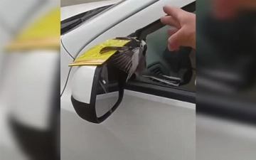 Тиктокер из Ферганы издевался над птицей, приклеив ее к автомобилю (видео)