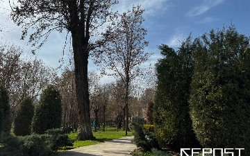 Воздух в Ташкенте сегодня — наконец-то хороший и «зеленый»