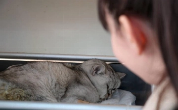 Живого кота достали из-под завалов в Турции спустя 49 дней после землетрясения