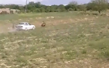 Жители села в Кашкадарье пытались задавить медведя машиной (видео)