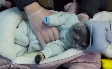 Россиянка прятала наркотики в муляже ребенка, внутри которого сидел одетый кот (видео)