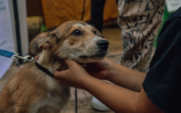 В ташкентском зоопарке прошла выставка-пристройство бездомных собак и кошек (фото)