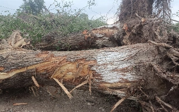 В Фергане дровосеки вырвали с корнями деревья на 100 млн сумов